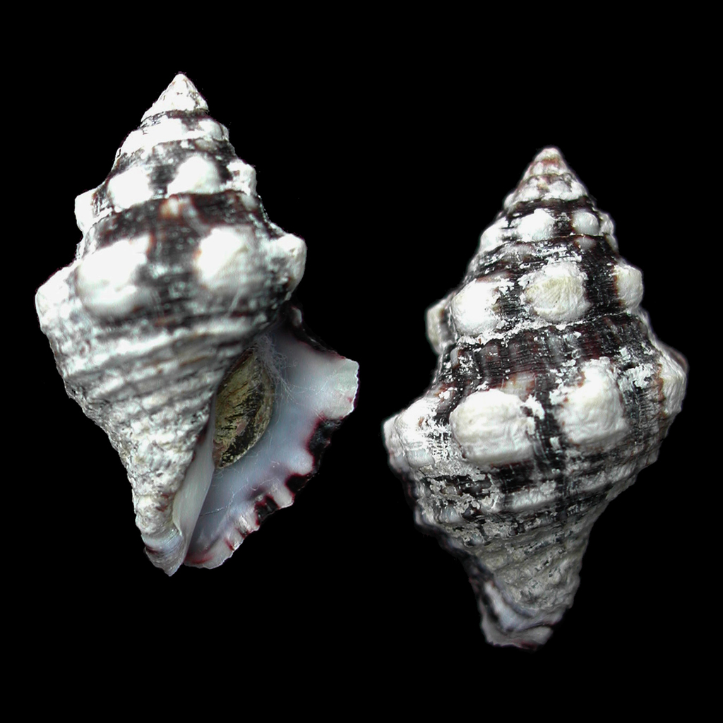 Leucozonia ocellata