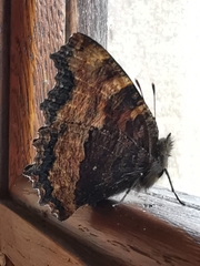 Nymphalis polychloros