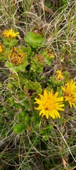 Oedera imbricata