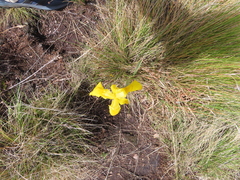 Moraea spathulata