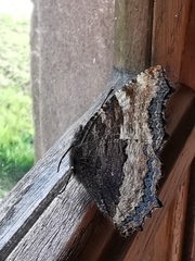 Nymphalis polychloros