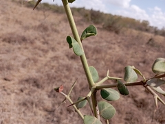 Carissa bispinosa