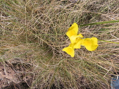Moraea spathulata