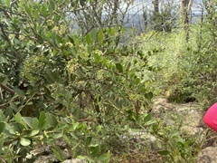 Gymnosporia buxifolia