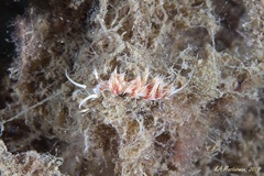 Cratena lineata