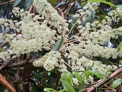 Aralia