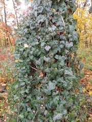 Hedera helix