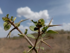 Carissa bispinosa