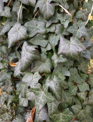 Hedera helix