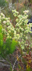 Erica capitata