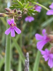 Pelargonium grossularioides