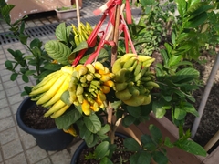 Citrus medica sarcodactylis