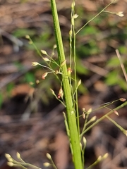 Panicum simile