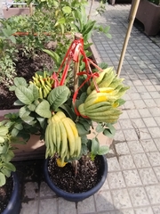 Citrus medica sarcodactylis