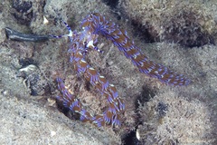 Pteraeolidia semperi