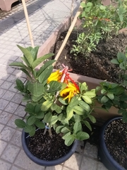 Citrus medica sarcodactylis