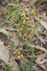 Pultenaea largiflorens