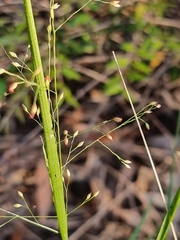 Panicum simile