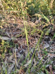 Panicum simile
