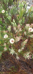 Protea scolymocephala