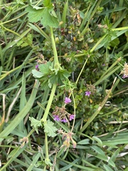 Pelargonium grossularioides