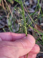 Panicum simile