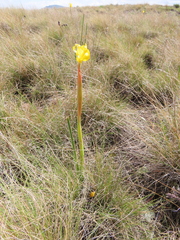 Moraea spathulata