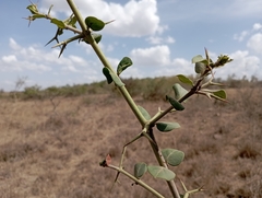 Carissa bispinosa