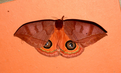 Automeris jucunda