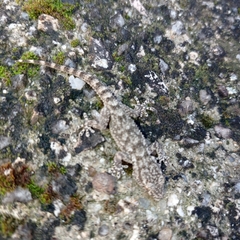 Tarentola mauritanica