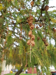 Larix decidua