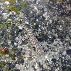 Tarentola mauritanica