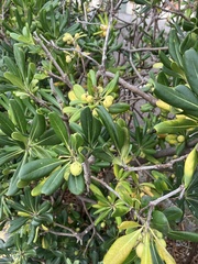 Pittosporum tobira