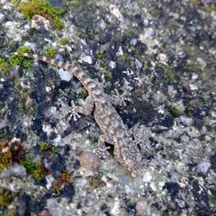 Tarentola mauritanica