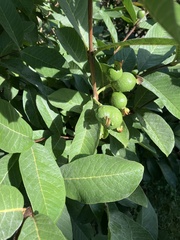 Psidium guajava