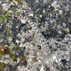 Tarentola mauritanica