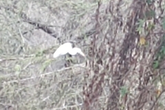 Ardea alba