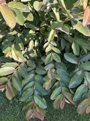 Psidium guajava