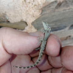 Tarentola mauritanica