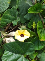 Hewittia malabarica