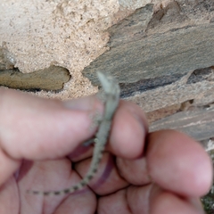 Tarentola mauritanica