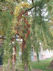 Larix decidua