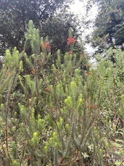 Erica abietina
