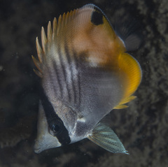 Chaetodon auriga