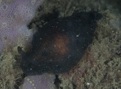 Dendrodoris nigra