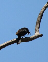 Melaenornis pammelaina