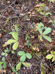 Fragaria virginiana