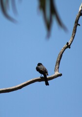 Melaenornis pammelaina