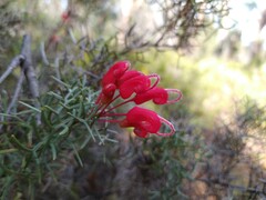 Grevillea wilsonii