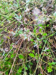 Xanthosia candida
